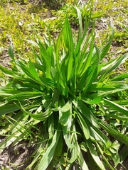 Plantago lanceolata