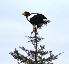 Haliaeetus pelagicus