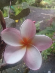 Plumeria rubra