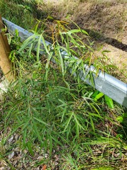 Brachychiton populneus