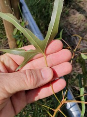 Brachychiton populneus