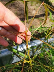 Brachychiton populneus