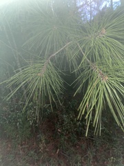 Pinus serotina