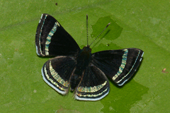 Chalodeta theodora