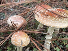 Amanita persicina
