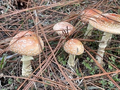 Amanita persicina