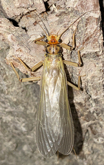 Perloidea
