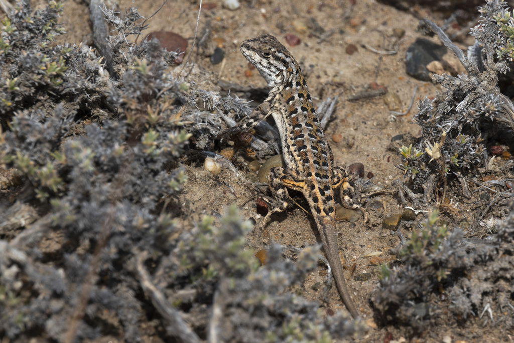 Boulenger's Tree Iguana