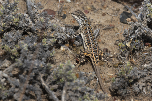 Boulenger's Tree Iguana