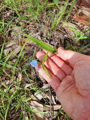 Commelina lanceolata