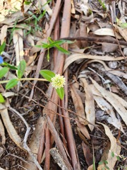 Gomphrena celosioides
