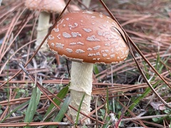 Amanita persicina