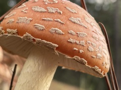 Amanita persicina
