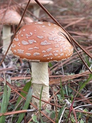 Amanita persicina