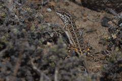 Liolaemus boulengeri