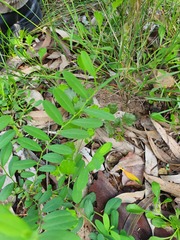 Synostemon hirtellus