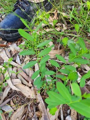 Synostemon hirtellus