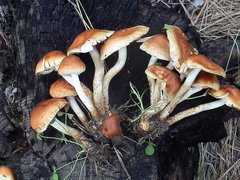 Pholiota rufodisca