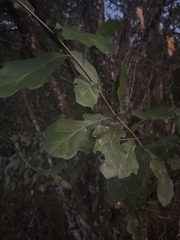 Quercus nigra