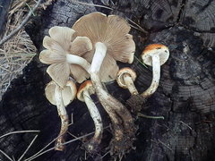 Pholiota rufodisca