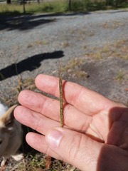 Bothriochloa decipiens