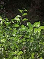 Zanthoxylum clava-herculis