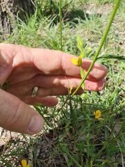 Zornia dyctiocarpa