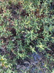 Crocanthemum corymbosum