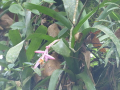 Aechmea nudicaulis