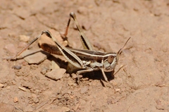 Macrotona