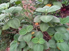 Pleroma heteromallum