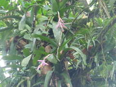 Aechmea nudicaulis