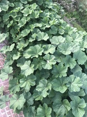 Malva