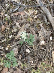 Pimelea