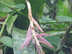 Aechmea nudicaulis