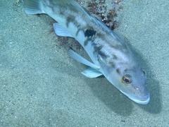 Paralabrax nebulifer