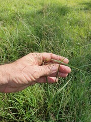 Eragrostis tenuifolia