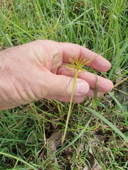 Cyperus bowmanni