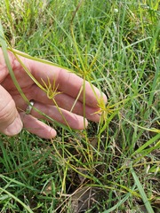 Cyperus bowmanni