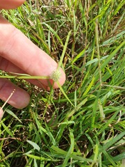 Cyperus sesquiflorus