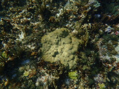 Pseudodiploria clivosa