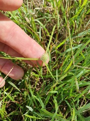 Cyperus sesquiflorus