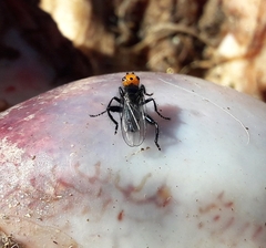 Thyreophora cynophila