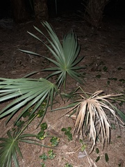 Coryphoideae