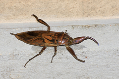 Lethocerus