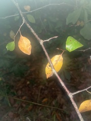 Planera aquatica