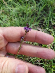 Glycine tabacina