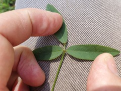 Glycine tabacina