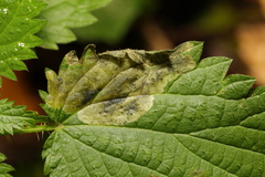 Agromyza anthracina