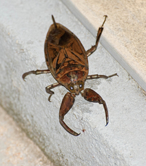 Lethocerus